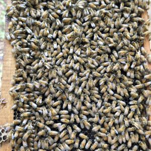 WhatsApp Image 2024-06-29 at 11.07.08