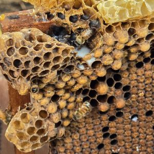 WhatsApp Image 2024-06-29 at 11.07.13